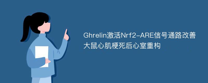 Ghrelin激活Nrf2-ARE信号通路改善大鼠心肌梗死后心室重构